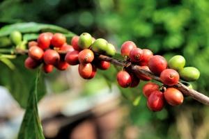 Giá cà phê hôm nay, 5/5: Cao nhất 52.600 đồng/kg