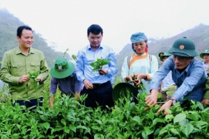 Lào Cai tập trung thực hiện các giải pháp phát triển nông nghiệp hàng hóa