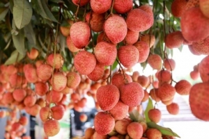 201 thương nhân Trung Quốc đăng ký thu mua vải thiều Bắc Giang