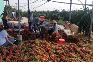 Thanh long đầu mùa giá cao kỷ lục