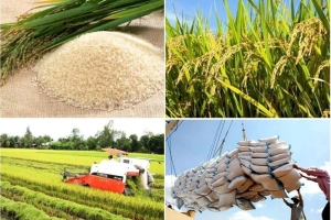Giá lúa gạo hôm nay 23/5: Duy trì ổn định, thị trường khá trầm lắng