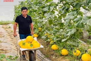 Thanh Hóa: Phát triển nông sản trở thành hàng hóa theo chuỗi giá trị