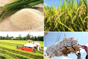 Giá lúa gạo hôm nay 28/5: Giữ giá ổn định, xuất khẩu tăng mạnh