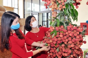 Xuất khẩu vải thiều: Nhiều tín hiệu tích cực 