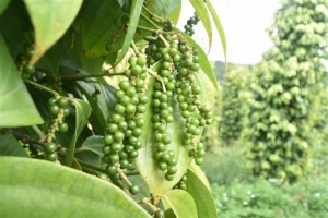 Giá tiêu hôm nay 7/6: Tiếp đà giảm