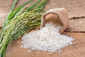 Giá lúa gạo hôm nay 3/6: Duy trì ổn định, giá lúa hè thu neo cao