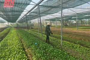 Thanh Hóa: Xây dựng chuỗi cung ứng nông sản an toàn còn nhiều khó khăn