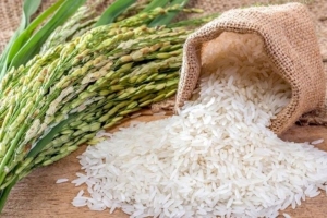 Giá lúa gạo hôm nay 5/6: Thị trường lúa gạo giao dịch chậm