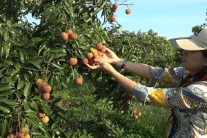 Lợi thế sản xuất sản phẩm theo quy trình GAP tại Thanh Hóa