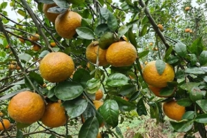 Tuyên Quang nỗ lực giữ vững và phát triển thương hiệu cam Hàm Yên