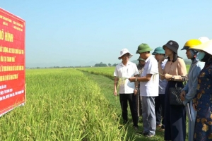 Xây dựng mô hình sản xuất lúa chất lượng theo chuỗi giá trị hàng hóa tại Thanh Hóa