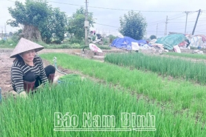 Những mô hình nông nghiệp "xanh" hiệu quả ở Vụ Bản