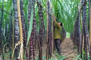 Thị trường hàng hóa liên tục đảo chiều trong tuần qua