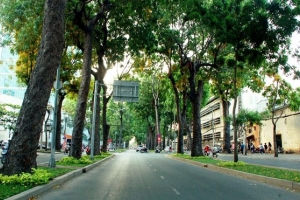 TP. Hồ Chí Minh: Tăng cường quản lý, chăm sóc cây xanh