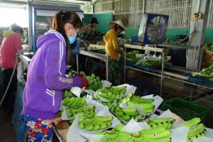 Cà Mau: Tăng cường quản lý nhà nước về lao động đi làm việc ở nước ngoài theo hợp đồng