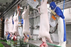 Quảng Ninh: Từ năm 2020 tới nay chưa có cơ sở giết mổ gia súc, gia cầm tập trung nào được xây mới
