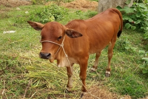 Thị xã Nghi Sơn (Thanh Hóa): Mô hình hỗ trợ bò sinh sản cho hộ nghèo có hiệu quả?