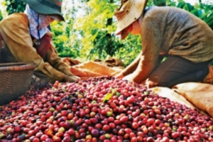 Giá cà phê hôm nay 22/7: Thị trường trong nước giảm mạnh