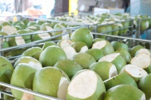 Cơ hội để dừa tươi Việt Nam xuất khẩu chính ngạch sang Trung Quốc
