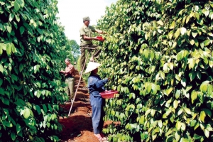 Giá tiêu hôm nay 22/7: Thị trường trong nước chậm lại