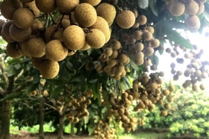 Nhãn lồng – đặc sản nổi tiếng của Hưng Yên