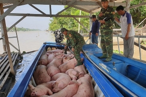 Ngăn chặn các trường hợp buôn bán, vận chuyển trái phép heo qua biên giới