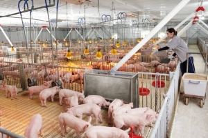 Phát triển an toàn vùng chăn nuôi để chờ cơ hội xuất khẩu