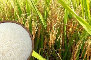 Giá lúa gạo hôm nay 6/8: Điều chỉnh tăng với gạo, xuất khẩu tăng 60 USD/tấn