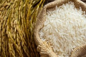 Giá lúa gạo hôm nay 13/8: Tăng 300 – 1.000 đồng/kg