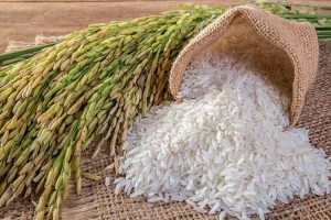 Giá lúa gạo hôm nay 15/8: Giá gạo tăng trở lại
