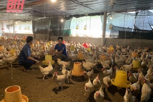 Thanh Hóa: “Treo chuồng” vì giá gia cầm bấp bênh