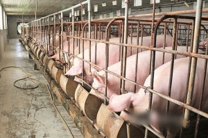 Giá heo hơi hôm nay 26/8: Giảm 1.000 đồng/kg tại một vài địa phương