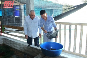 Triển vọng kinh tế từ mô hình nuôi lươn theo chuỗi giá trị tại Thanh Hóa