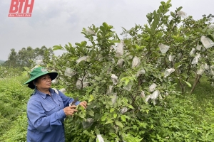 Thanh Hóa: Xây dựng thương hiệu ổi Như Xuân