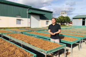 Gia Lai: Xây dựng vùng nguyên liệu nông lâm sản đạt chuẩn phục vụ tiêu thụ trong nước và xuất khẩu