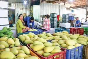 Các giải pháp đẩy mạnh phát triển thị trường xuất khẩu