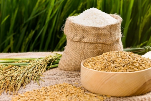 Giá lúa gạo hôm nay 14/9: Biến động trái chiều