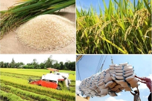 Giá lúa gạo hôm nay 25/9: Giá gạo tăng, lúa giữ ổn định