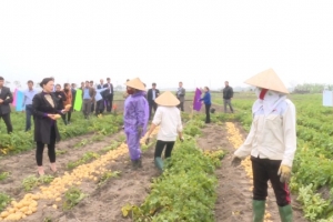 Thị xã Quế Võ (Bắc Ninh) có 120 vùng sản xuất khoai tây theo quy trình an toàn