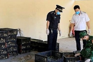 Lực lượng hải quan Lạng Sơn thu giữ hơn 6.000 con gà giống nhập lậu