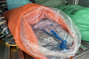 Phát hiện hơn 300 kg lòng lợn thối đang trên đường đi tiêu thụ