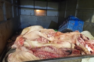 Phát hiện hơn 1,3 tấn thịt lợn không đảm bảo an toàn thực phẩm