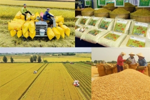 Giá lúa gạo hôm nay 08/10: Tiếp tục duy trì đà đi ngang