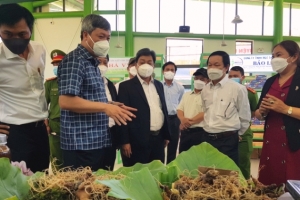 Vì sao Quảng Nam không xác định được sâm Ngọc Linh thật, giả?