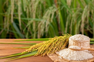 Giá lúa gạo hôm nay 12/10: Tăng từ 100 – 200 đồng/kg