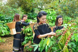 Giá cà phê hôm nay 5/11: Giá cà phê trong nước tăng nhẹ 200 đồng/kg