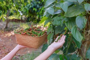 Giá tiêu hôm nay 22/10: Thị trường hồ tiêu có xu hướng đi ngang, một số tỉnh thành ghi nhận tăng nhẹ vào cuối tuần