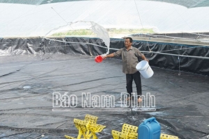 Nam Định: Hiệu quả từ mô hình nuôi tôm trong nhà bạt