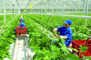 Minh bạch cả quá trình sản xuất hàng hóa, đáp ứng nhu cầu người tiêu dùng trong nước và quốc tế