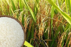 Quy định việc nhập khẩu mặt hàng gạo và lá thuốc lá khô có xuất xứ từ Vương quốc Campuchia năm 2024